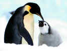 penguins.jpg (105869 bytes)